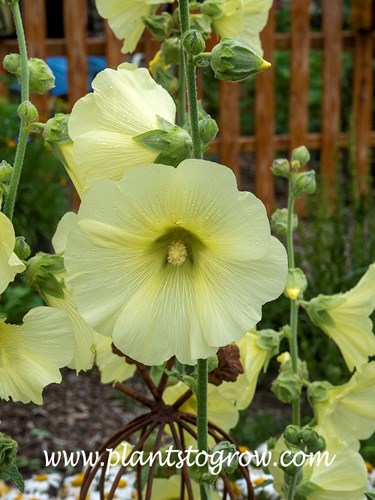 Russian Hollyhock (Alcea taurica) 
(mid July)